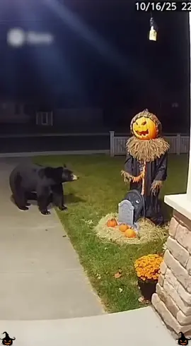 Got scared by Halloween decorations while sneaking candy#fyp#funnyanimals#opossum#halloween#halloweencandy