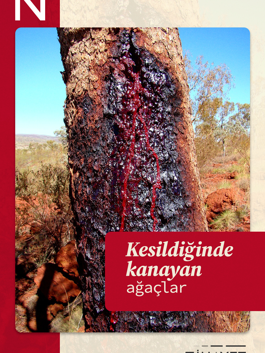 Kesildiğinde kanayan ağaçlar 🌴 👀 Görüntüsü ürkütücü olsa da, bu doğanın en etkili ve en büyüleyici hayatta kalma sanatlarından biridir.