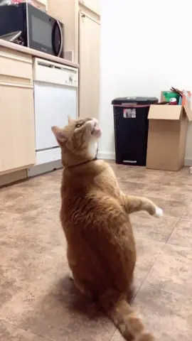 My confused cat#cat #funnyanimals #cutepets #funnycat #funnypets 