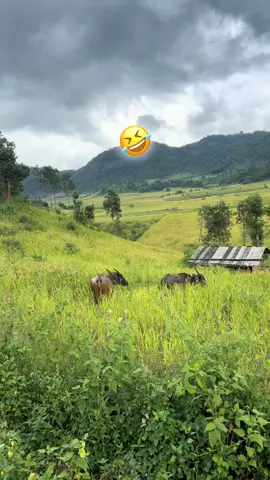 #ၵိၼ်ဝၢၼ်ဝၢၼ်လႄႈ#🤣🤣
