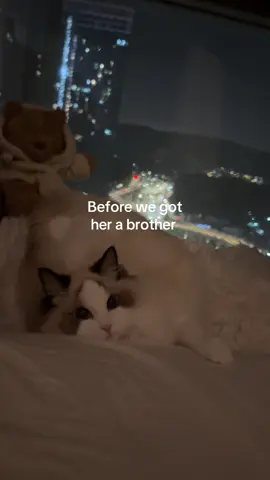 best decision ever. My Yin & Yang, Marie ♥️ Fuzzy  #catsoftiktok #catlover #catfriends #siblingcats #Love 