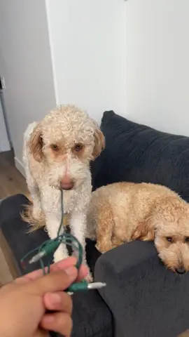 Guess that dog did it?🤣🤣#dog #funnydog #dogvideos #fyp 