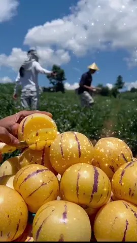 Nak buah special kat rumah? Cuba tanam Buah Pepino ni, sekali rasa confirm jatuh hati #pepino  #buahsihat  #tanamanpasu  #benihmurah 