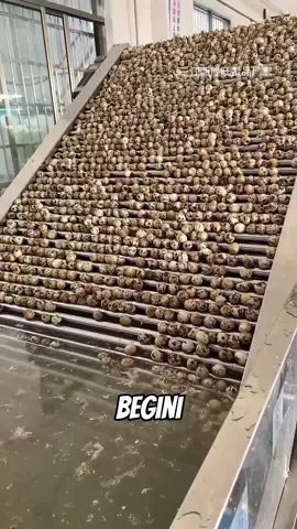 Telur puyuh panggang di cina #telurpuyuh #serunyabelajar #fyp 