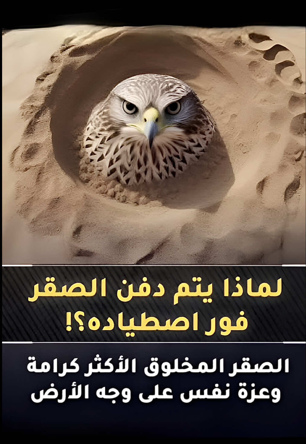 لماذا يدفن الصيادون الصقر في الرمال بعد اصطيادة !؟