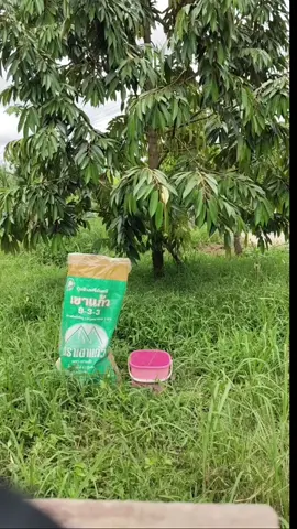ปุ๋ยอินทรีเคยมี9-3-3เขาแก้วเหมาะกับพืชทุกชนิดโดยเฉพาะต้นทุเรียนใช้ดีมาก#สวนทุเรียน 