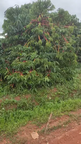 Bà con chuẩn bị thu hoạch vụ mùa 2025 chưa.