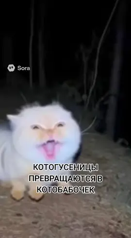 #котогусеница #котогусеницатоп #милаякотогусеница 