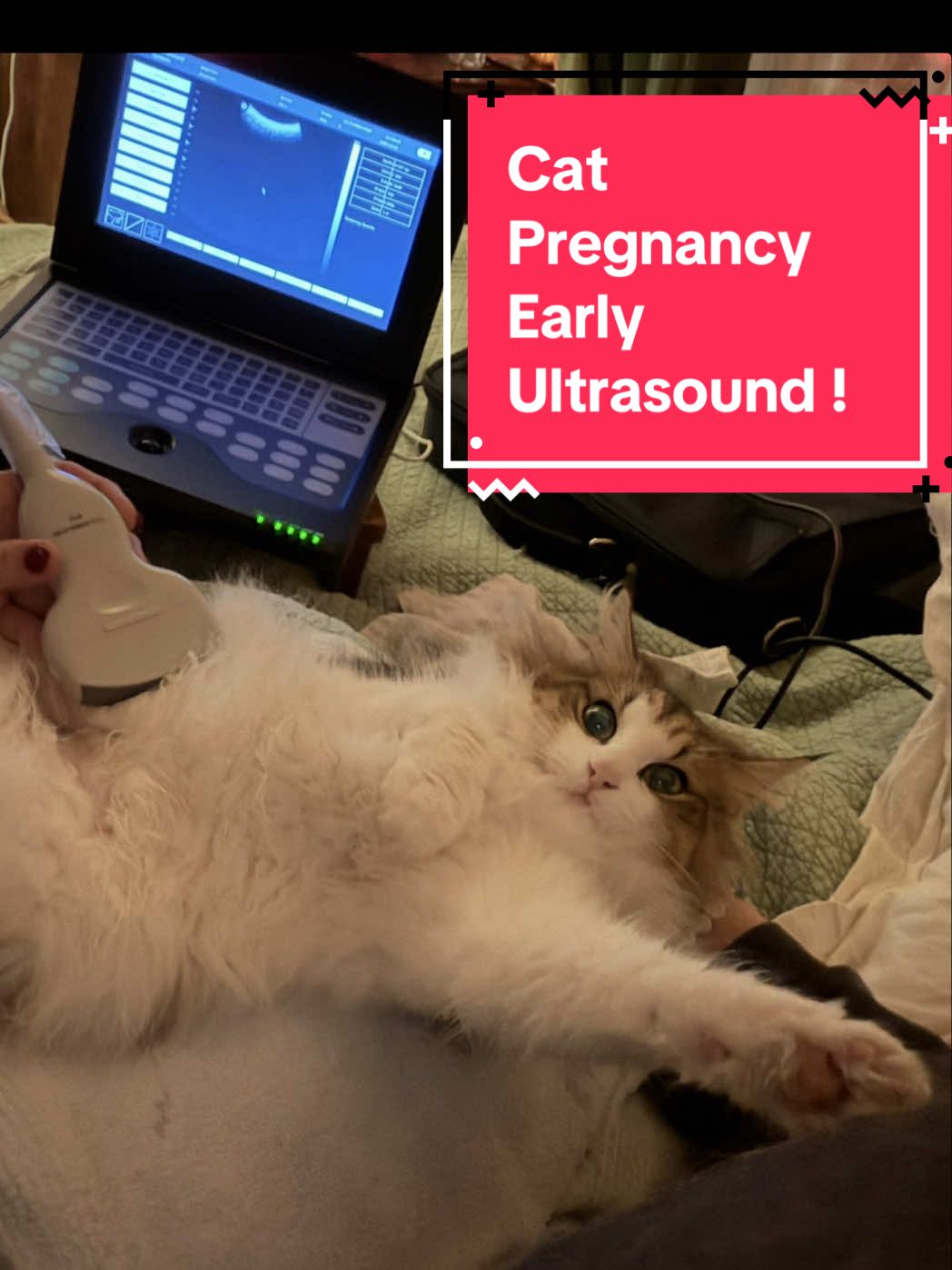 We have so much to be thankful for. Norwegian Forest Kittens coming this Thanksgiving! Calliope is due on Charlottes Birthday & both of them are over the moon about it. Our cattery is CFA & TICA registered. If you are interested in a Norwegian Forest Cat kitten let me know & we can send you our kitten application. If you have any questions about Norwegian Forest Cats comment below & we will do our best to answer 😸  #norwegianforestcat #cat #cfacats #catsoftiktok #mainecoon 