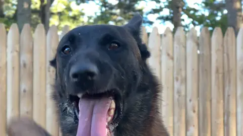 What’s your favorite herding breed/s? #malinois #belgianmalinois #dogtrainer #workingdogs #sportingdog 