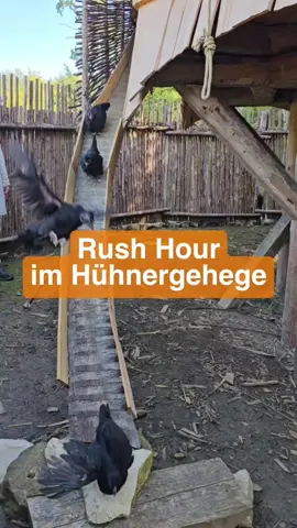 Rush Hour im Hühnergehege 🐔🚶‍♀️ #campusgalli #hühner #huhn #mittelalter 