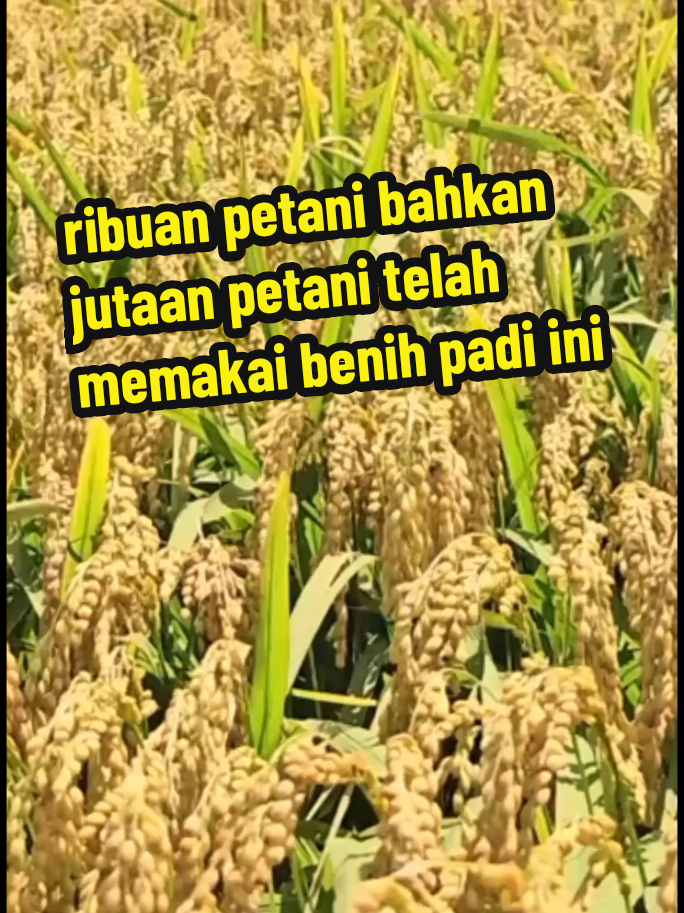 benih padi yang dicari jutaan petani #benihpadi #benihpadithailandjumbo #benihpadiunggul #petanipadi 