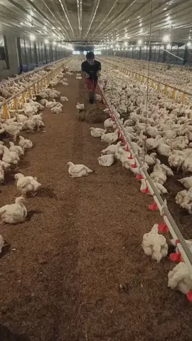 detik detik terakhir 🤣 jeduk sitik wes losss😄🤣 #abk #pejuangfcr #ayamboiler #fypp #kandangayam 