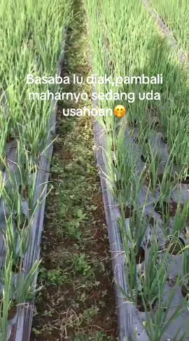 Baa diak??#petaniindonesia🇮🇩🇮🇩🇮🇩🌿🌿 #alahanpanjangkotadingintanpasalju @Nonggg🦋 