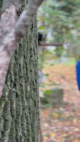 TESTAMEN  ..... @📀🄿🄷🄾🄽🄾 🄲🄾🅉🄰🄱🄸🅃📀 