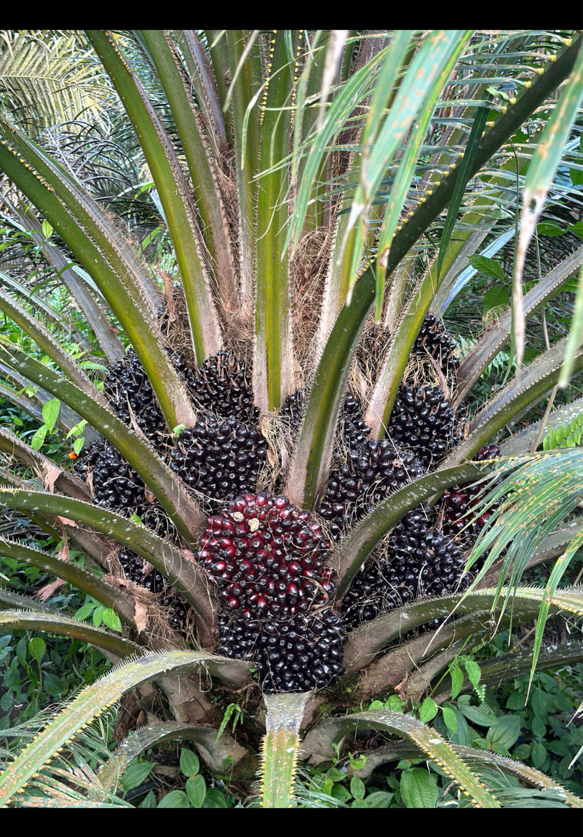 Yang unggul-unggul saja ya ketua🫡