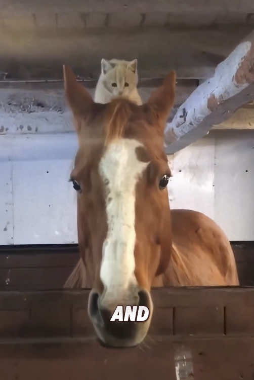 Horse and cat.#viral #animals #foryou #fyp #cute #funny 