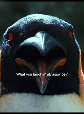 #viral #tiktok #meme 