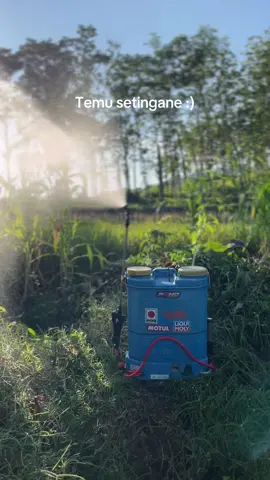💨 #petanimuda #petaniindonesia🇮🇩🇮🇩🇮🇩🌿🌿 #anggur #cabai #koncotani 