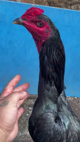 ô bướm #gàchoivietnam🇻🇳 #xuhuong #gà #ga #gà_chọi_việt_nam 