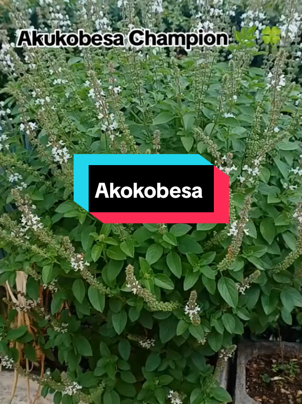 This plant will save you from a lot of diseases and money, Akokobesa #fyp #remedy #share #skincare #natural 