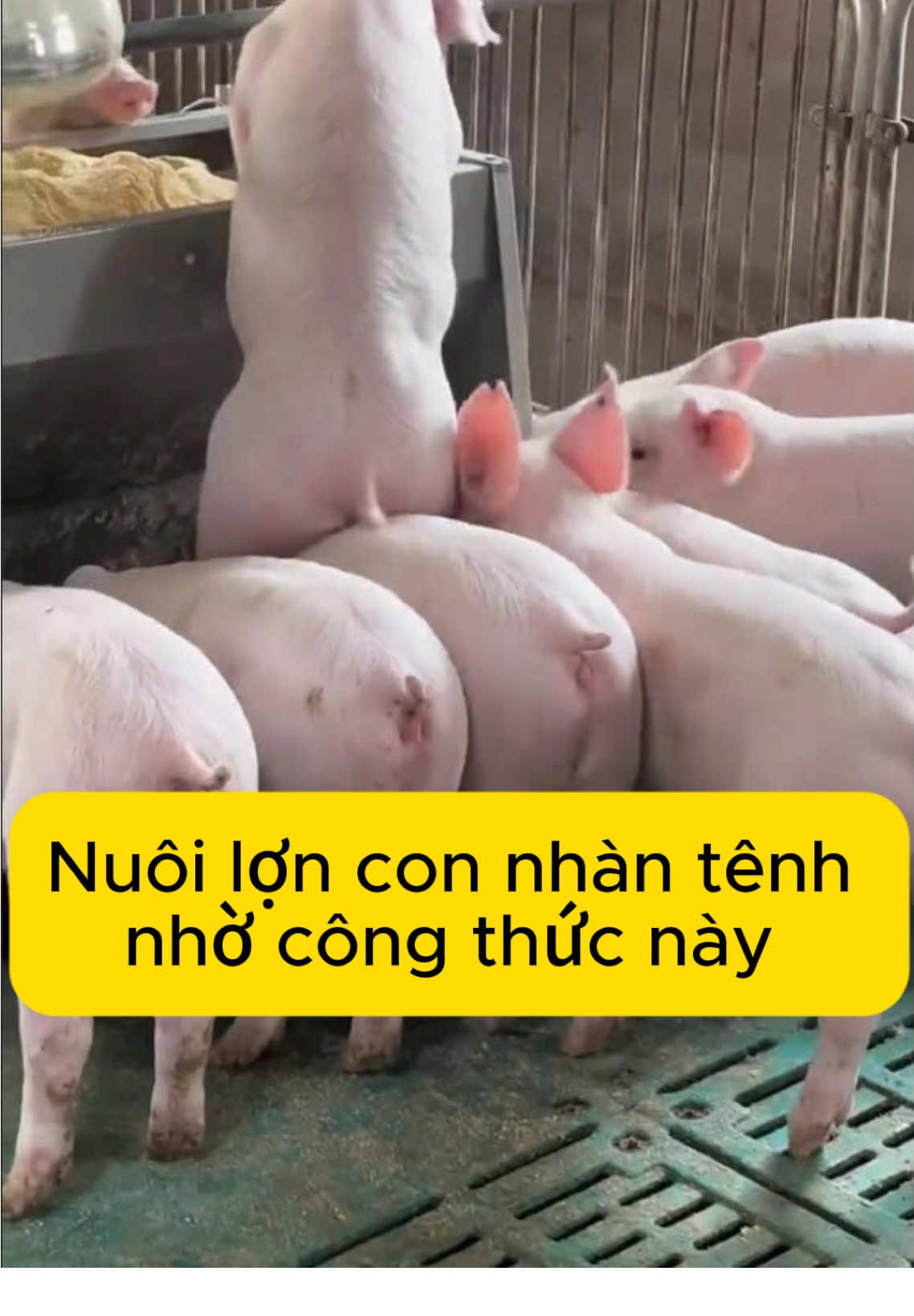 Nuôi lợn con nhàn tênh nhờ công thức này #vobeoheo #vobeogreenfree #greenfree #vobeolon #channuoi 