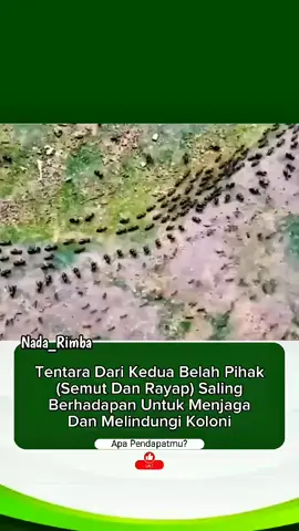 Kedua koloni ini kemungkinan besar sedang memperebutkan sumber daya atau wilayah. Namun, alih-alih langsung menyerang, mereka memilih strategi defensif yang cerdik. Mereka membentuk formasi barisan yang rapat, bagaikan tembok hidup, dengan satu misi tunggal: melindungi kawanan dan sarang mereka di belakangnya. Situasi ini menunjukkan disiplin dan pengorbanan yang luar biasa. Setiap individu dalam barisan itu siap menjadi tameng pertama, mengorbankan dirinya untuk keselamatan koloni. Video singkat ini mengingatkan kita bahwa dalam dunia alam, 