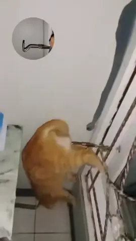 Pake nanya masih idup apa kaga wkwkwk  #kucing #kucinglucu #kucingoren #fyp #fyppppppppppppppppppppppp 