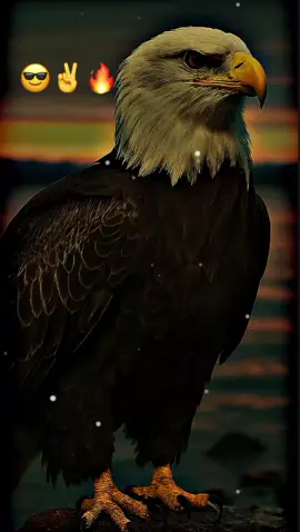 بس کچھ دن کی بات ہے 😎🔥✅✌️#writer #foryoupage  #🖇️✨🥀💔  #foryou #1millonaudition 