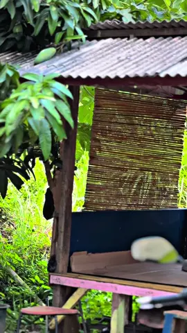 #rxkingperedambiru #fyp 