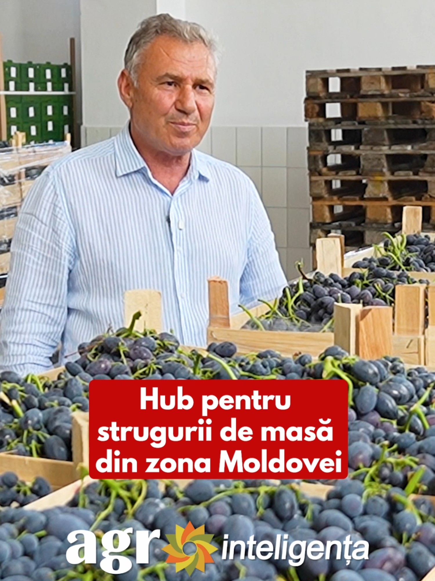 Hub pentru strugurii de masă din zona Moldovei #agrointeligenta #agrointel #agricultura #stiriagricole #agrointelRO #fermieriiromaniei #agribusiness