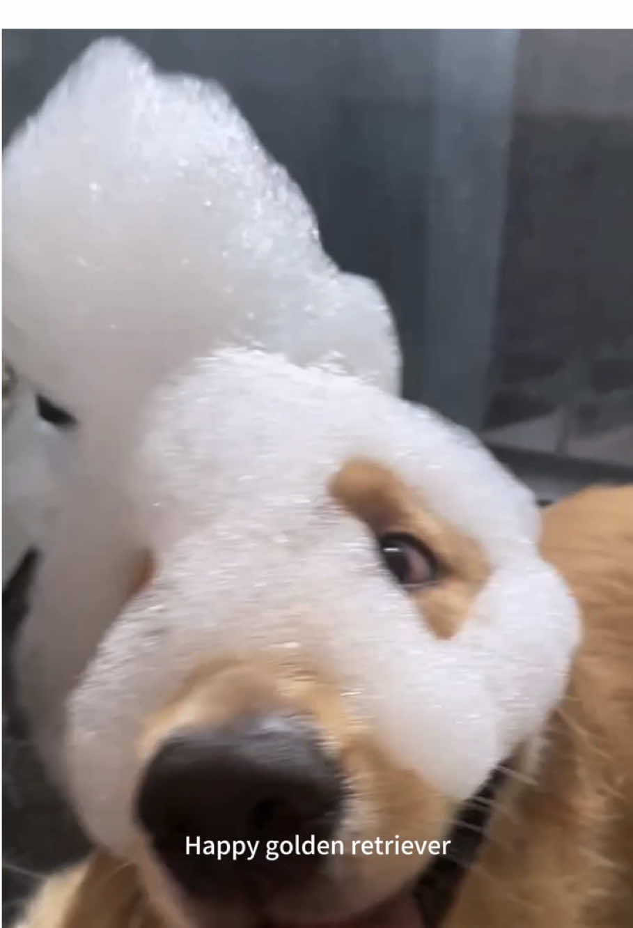 Happy golden retriever #fyp #foryoupage #dodge #goldenretriever #golden 