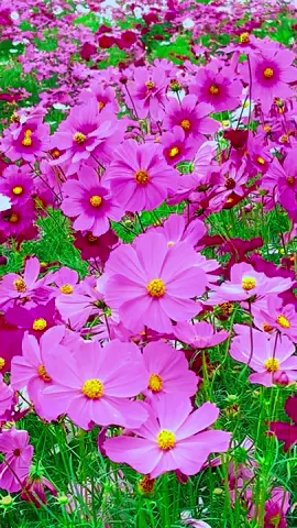 #秋のコスモス美しい景色　なばなの里#Beautiful  Scenery In Mie Japan 