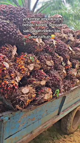 untung k ndek gagah🤣 #sasaklombok #lombokvirall🌴🌴 lomboktiktok_fyp #katakatasasak #lewatberandamuu 