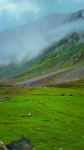 Network 0% and Sukoon 100% 😍🇵🇰 📍Domal Astore Valley Gilgit Baltistan ♥️🇵🇰 𝐏𝐥𝐚𝐧 𝐲𝐨𝐮𝐫 𝐩𝐞𝐫𝐟𝐞𝐜𝐭 𝐜𝐮𝐬𝐭𝐨𝐦𝐢𝐳𝐞𝐝 𝐁𝐲 𝐚𝐢𝐫 𝐭𝐫𝐢𝐩 & 𝐛𝐲 𝐫𝐨𝐚𝐝 𝐭𝐫𝐢𝐩𝐬 𝐭𝐨 𝐝𝐢𝐟𝐟𝐞𝐫𝐞𝐧𝐭 𝐝𝐞𝐬𝐭𝐢𝐧𝐚𝐭𝐢𝐨𝐧𝐬 𝐢𝐧 𝐩𝐚𝐤𝐢𝐬𝐭𝐚𝐧 𝐰𝐢𝐭𝐡 Hunza Tourism Club WhatsApp: +923489930504   Skardu | Hunza | Fairy meadows | Astore minimerg | Naran kaghan     Direct flights available from Karachi - Lahore - Islamabad  & Dubai  1: Family Tours  2: Honeymoon Tours  3: Corporate Tours  4: Group Tours 5: College / university tours  Make memories with your loved ones We are offering affordable packages. Get your quote today.  ⁨WhatsApp us  ⁨0348 9930504⁩ #foryoupage #trending #unfreezemyacount #dildilpakistan #hunzatourismclub 