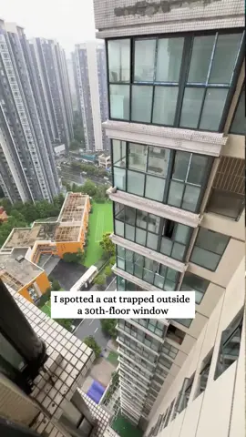 Rescue a cat trapped outside the window on the 30th floor #rescue #animals #fyp #kitten #cat 