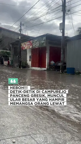 DETIK-DETIK MUNCULNYA ULAR BESAR😱 #gresik24jam #gresikutara #panceng #brekingnews #gresikpantura 