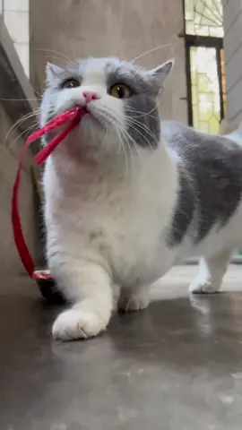 😎😎😎 #面白い #TikTokの猫たち #可愛い猫 #キティ #猫たち    