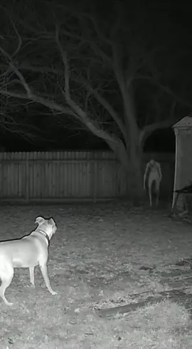 The dogs always see them first 😱 #darkmotions #foundfootage #scream #scary 