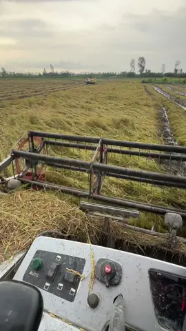 Mưa hoài lúa r gặp chạy muốn tai biến luôn rồi a eoi 