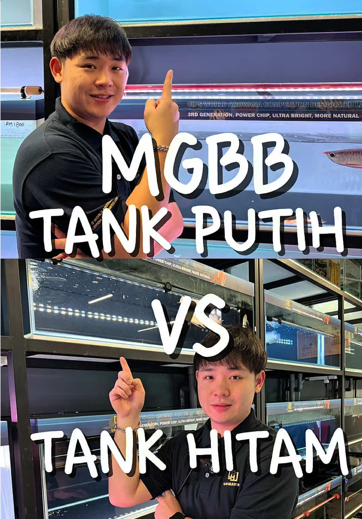 Buah mulut yang hangat dibincang… 👀 Hitam atau Putih????  #Part 2  #Mayinmalaysia #mgbb  #fishtank #fishcare 