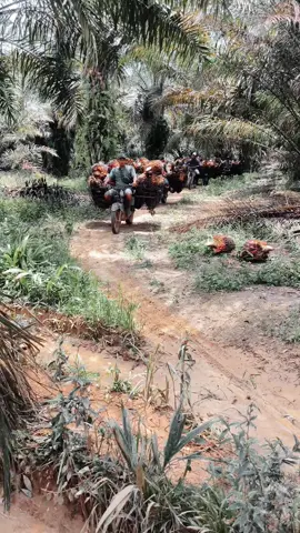 #petani sawit💪