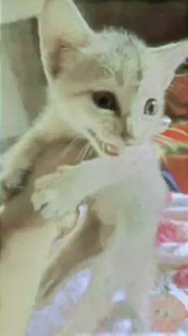 বাচাও বাচাও 😁🤣 #video #foryou #bdoficialtiktok #foryoupageofficia #bagladesh🇧🇩tiktok @TikTok 