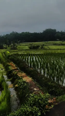 pokonamah eta #laguindiaviral #lagusundaviral #kangsurabi #fyp 