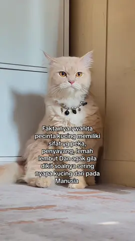 #cat #galaubrutal #foryou #kucinglucu #catsoftiktok 