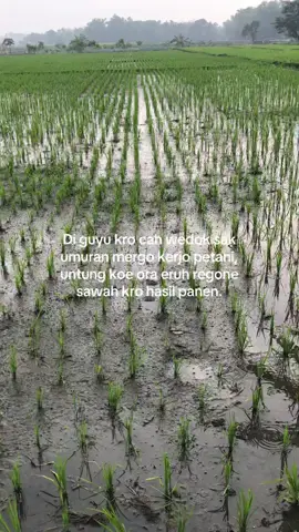 #jeksoromase #xybca #fypシ゚ #petaniindonesia🇮🇩🇮🇩🇮🇩🌿🌿 