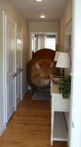 Чипсеки #meme #sora2 #cat #fatcat