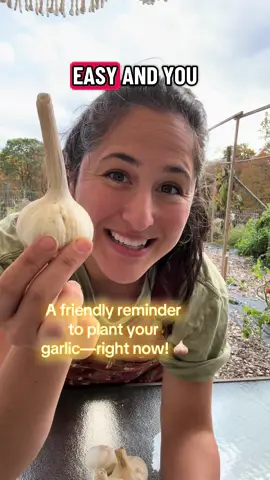 I’m planting German Red hardneck garlic. // Hardneck is a type of garlic with a hard, woody stem that runs through the center of the bulb. It produces fewer, but larger cloves, and grows a flowering stalk called a 