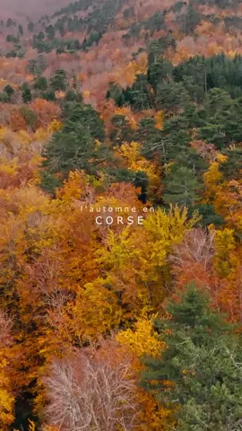 Premier jour d’automne 🍂 Les paysages s’embrasent, l’air se fait doux… la Corse t’attend ! #visitcorsica #corsica #corse 