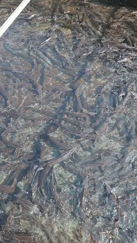 Tầm sz 2-4 kg có 160 thôi các ông ạ  #vietsapanuoicanuoclanh #sapa #catamsapa #cahoisapa #xuhuong 